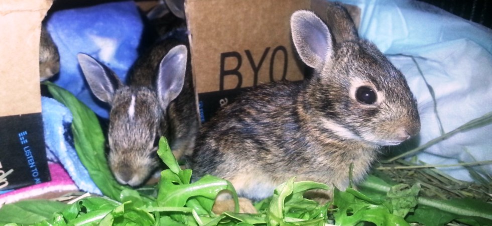 eastern cottontail babies