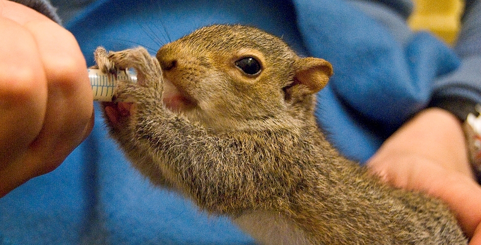 baby squirrel being fed