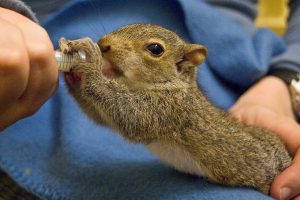 baby squirrel getting fed