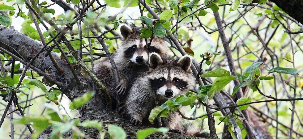 raccoons in a tree